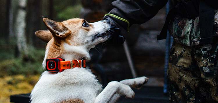Wann hört meine Hundeortung für die Jagd auf zu funktionieren?