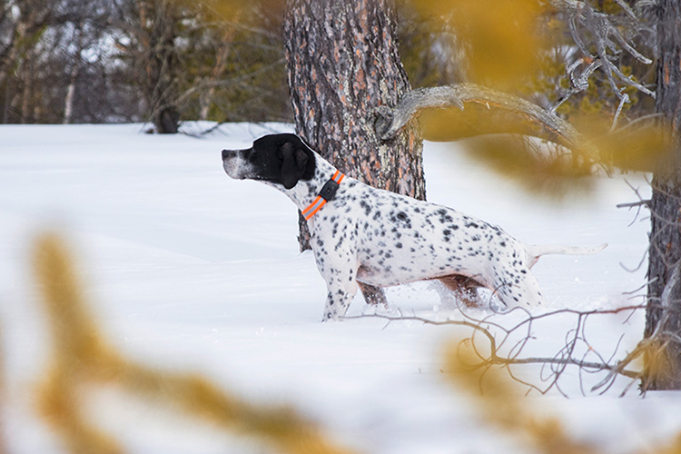 MiniFinder Atto: Der GPS-Tracker, der Ihren Hund im Auge behält