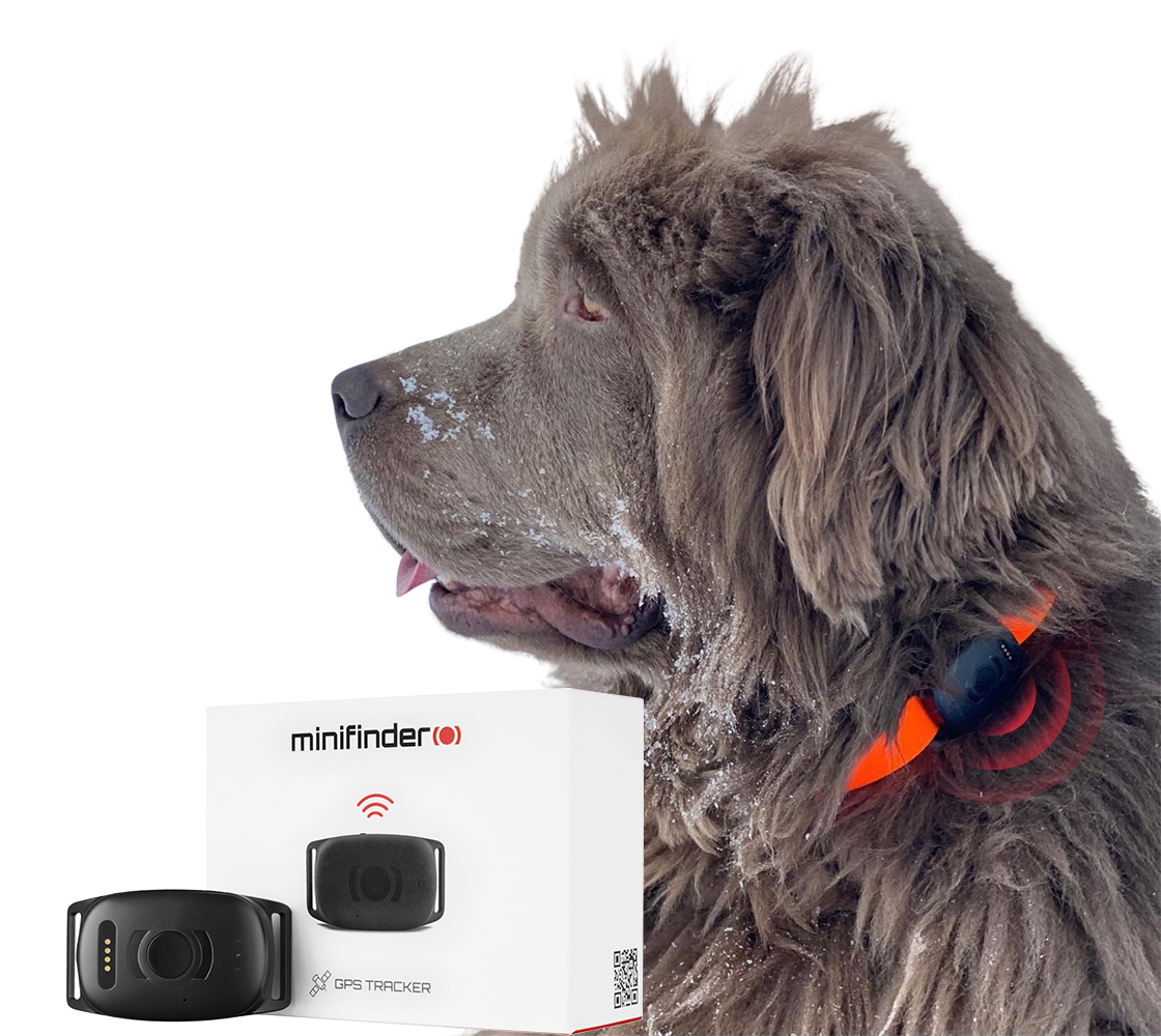 Hund mit einem GPS-Tracker für die Hundespur