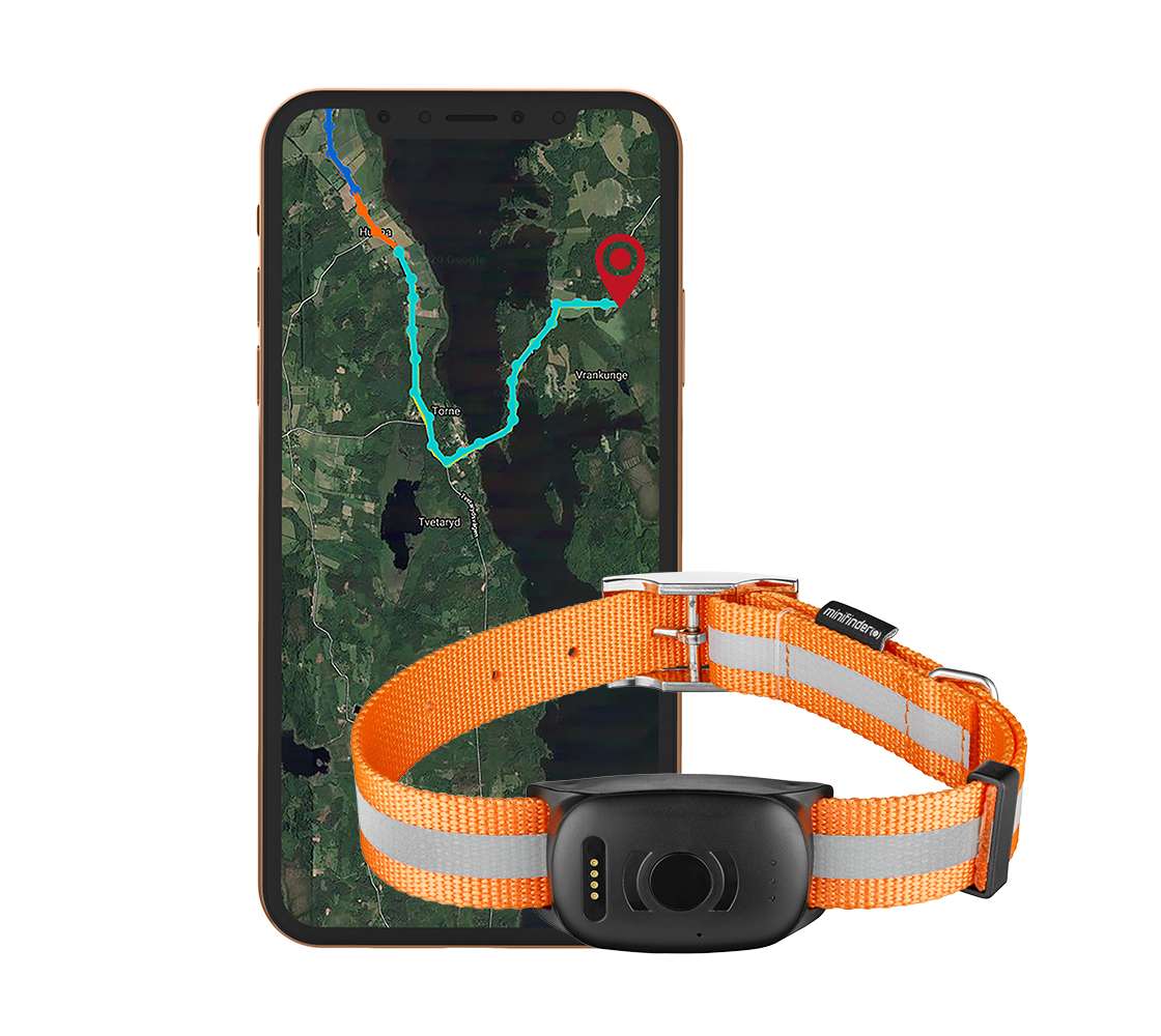 Hund mit GPS für die Jagd ausgestattet